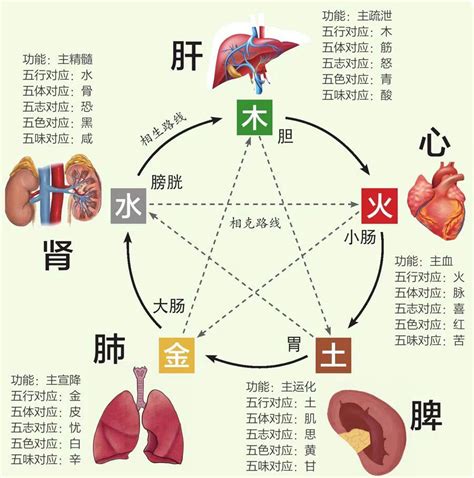 五行內臟|中医给五脏划分了五行属性，十分精准，古人是如何做。